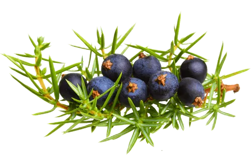 Berberine & Juniper Berry - support the skin’s ability to fend off against external damage, thus stopping impurities, such as fungus, from entering the nails.