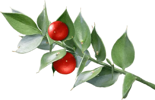 Butcher’s Broom - essential for the production of collagen, the building block of fingernails, which gives them shape, strength and integrity.